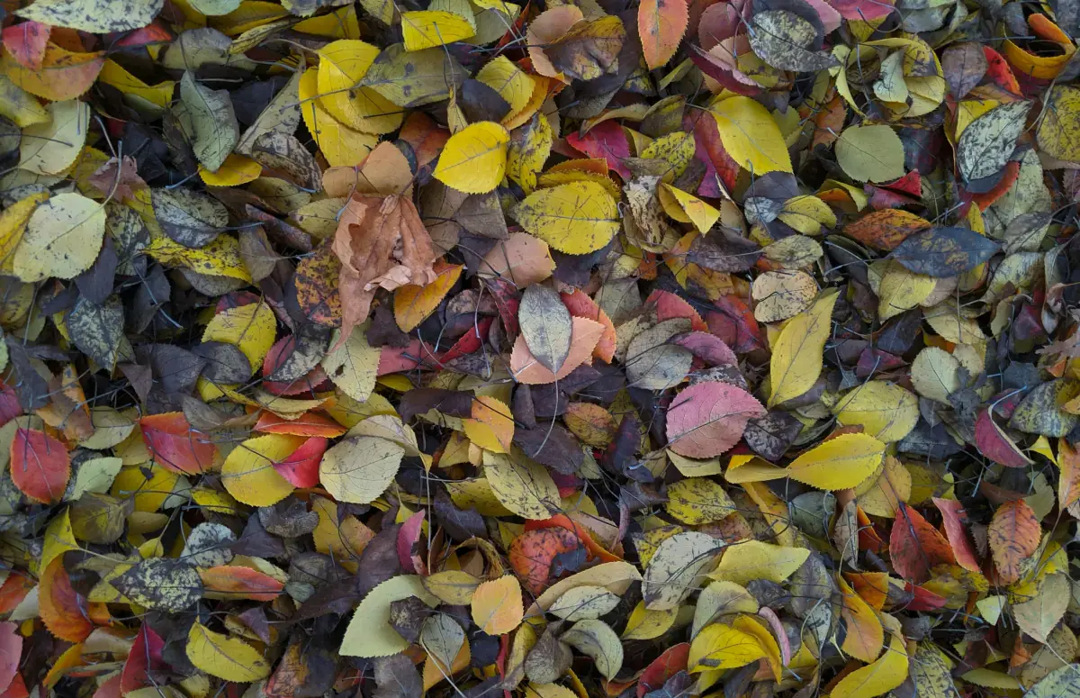 Soft autumn celebrity examples: fashion styling with muted, warm colors for seasonal color analysis